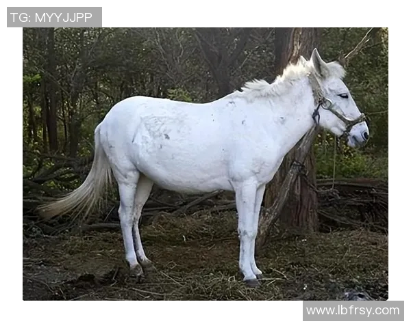 足球明星白龙马的传奇人生与绿茵场上的辉煌成就揭秘
